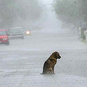 dog-in-rain.jpg